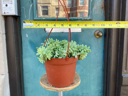 Sedum Burro's Tail - 6"