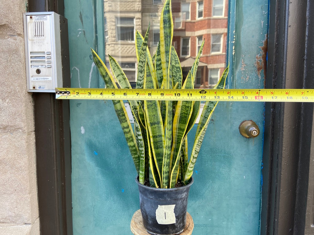 Sansevieria Laurentii (Snake Plant) - 6" Pot
