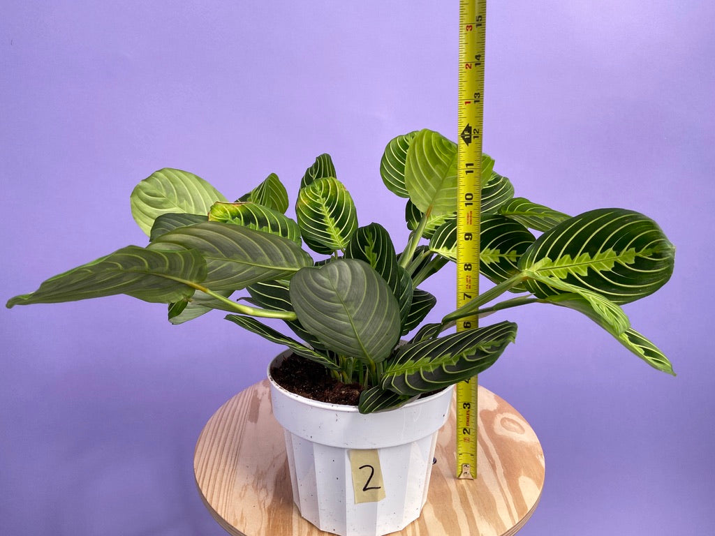 Maranta "Lemon Lime" - 6"