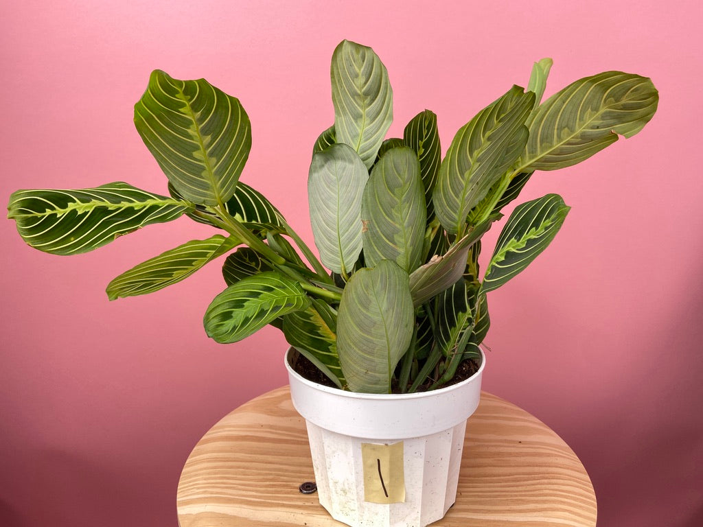 Maranta "Lemon Lime" - 6"