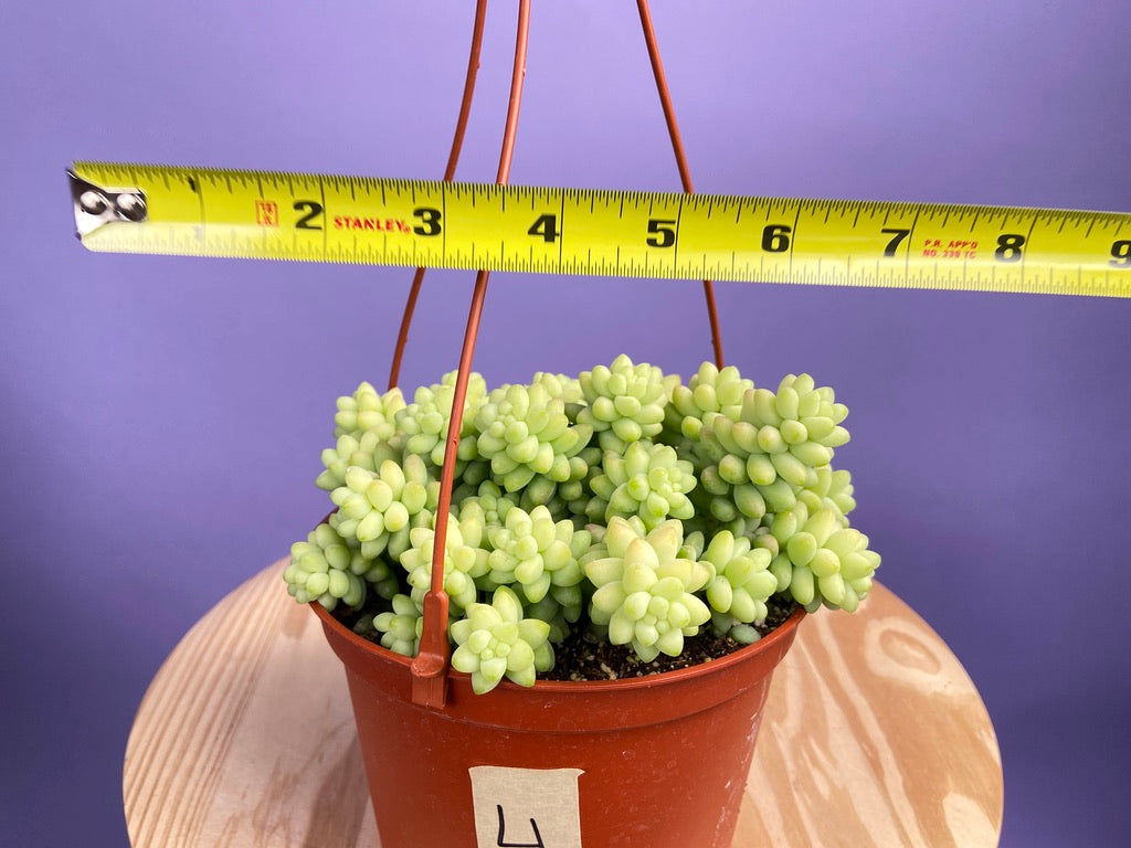 Sedum Burro's Tail - 6"
