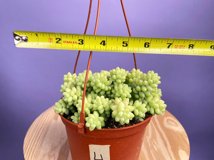 Sedum Burro's Tail - 6"