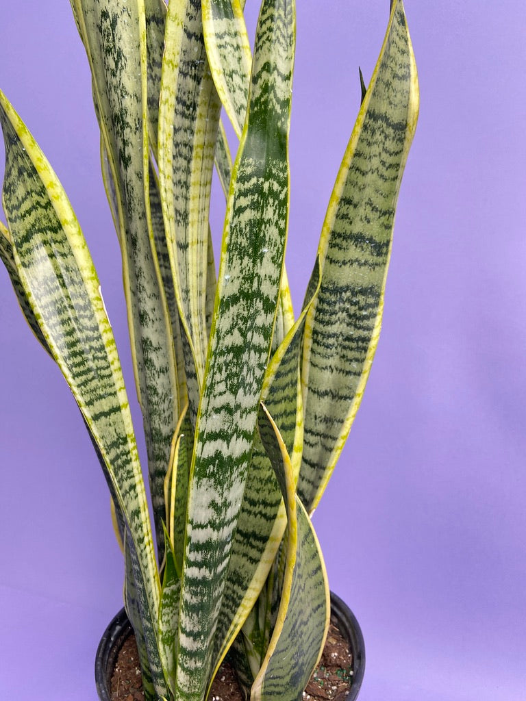 Sansevieria Laurentii (Snake Plant) - 10" Pot
