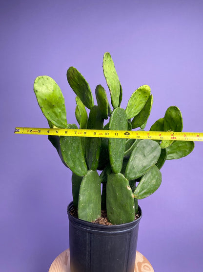 Prickly Pear Cactus (Spineless) - 10" Pot