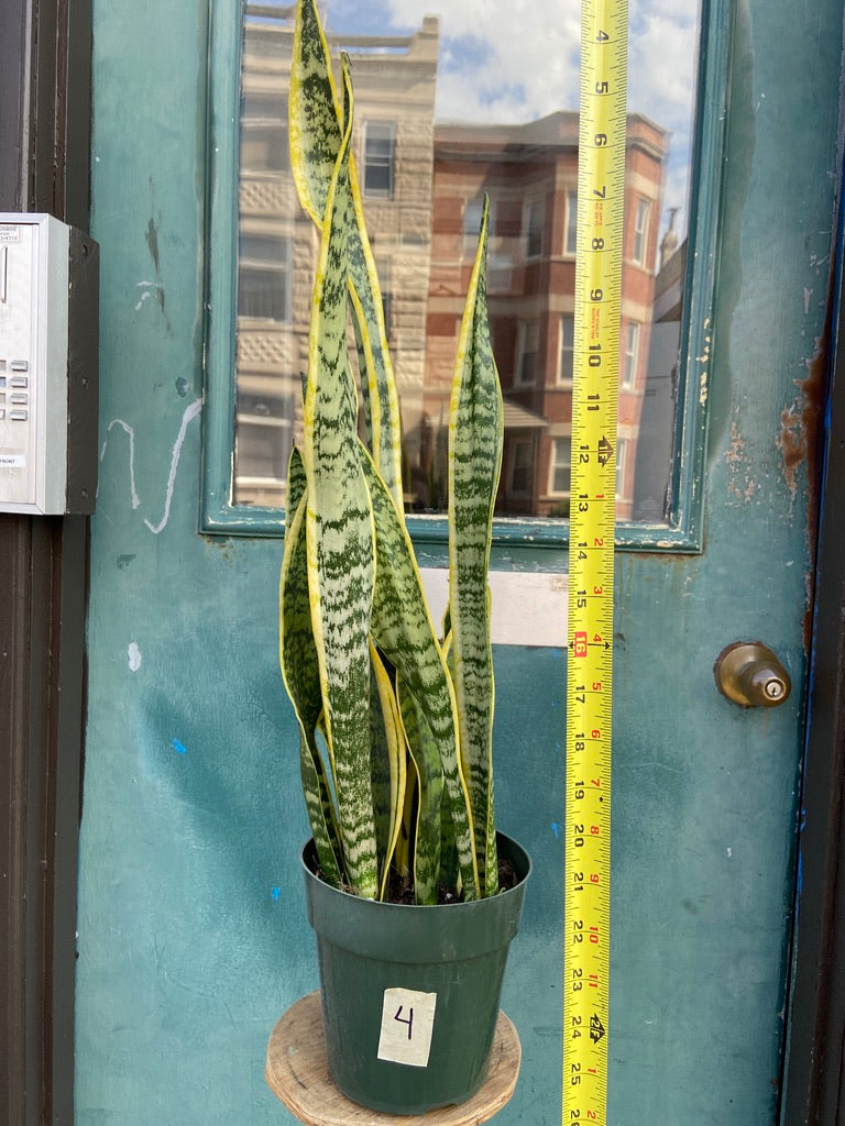 Sansevieria Laurentii (Snake Plant) - 6" Pot