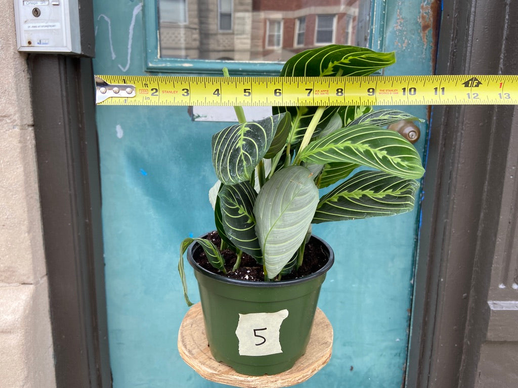 Maranta "Lemon Lime" - 6"