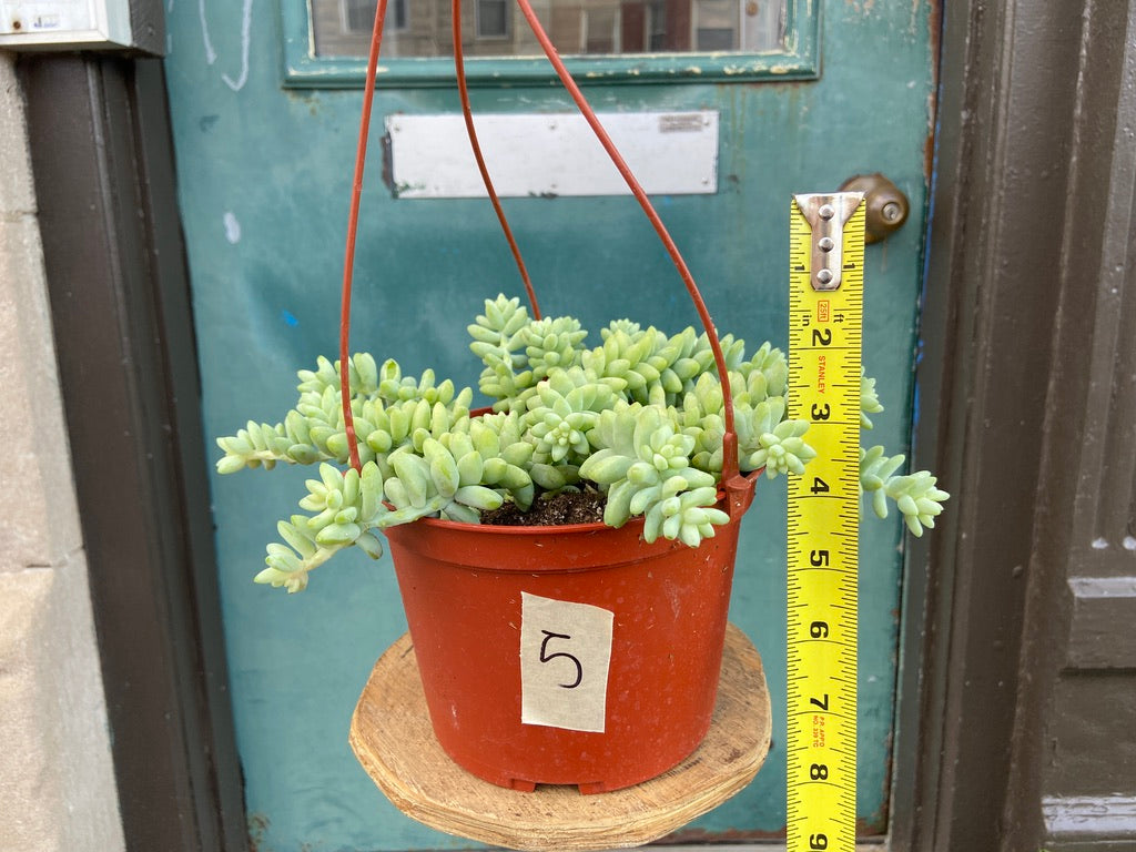 Sedum Burro's Tail - 6"