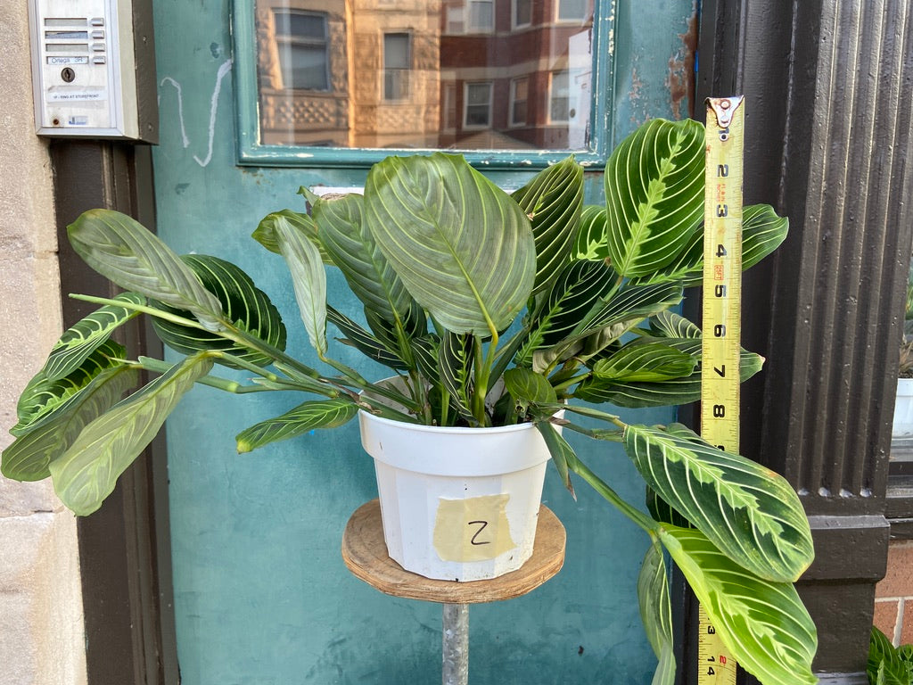 Maranta "Lemon Lime" - 6"