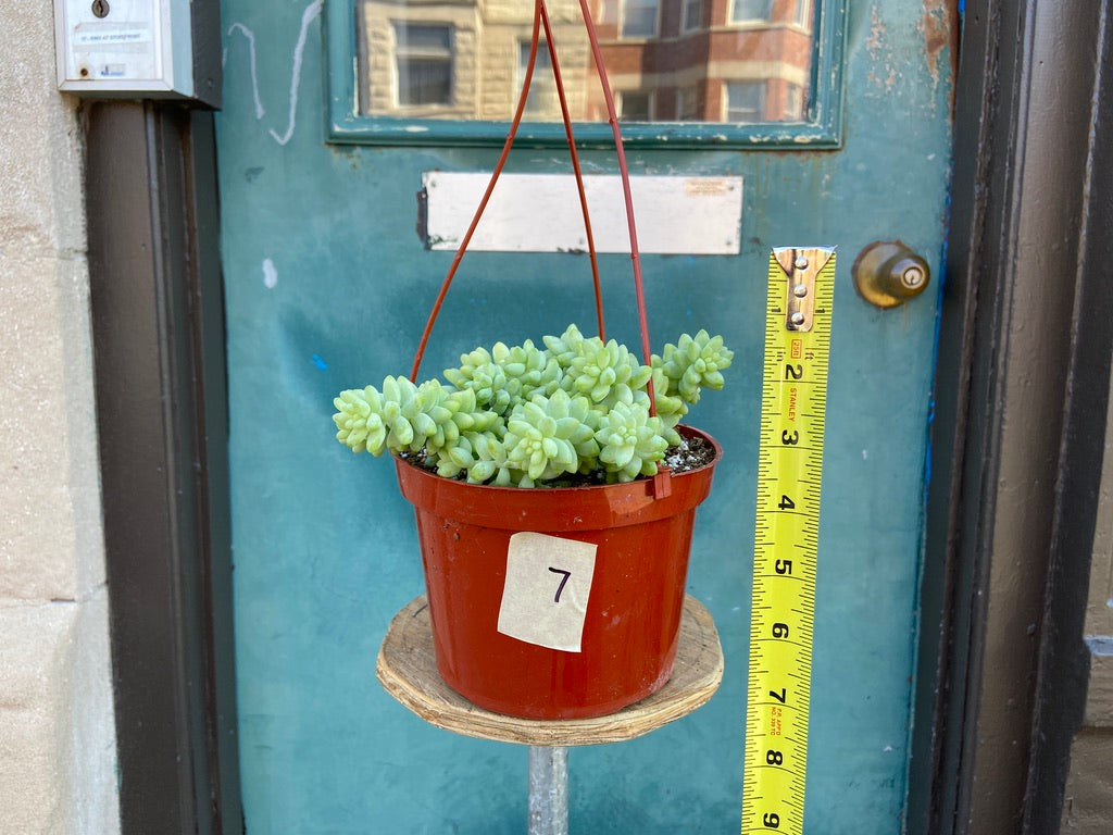 Sedum Burro's Tail - 6"
