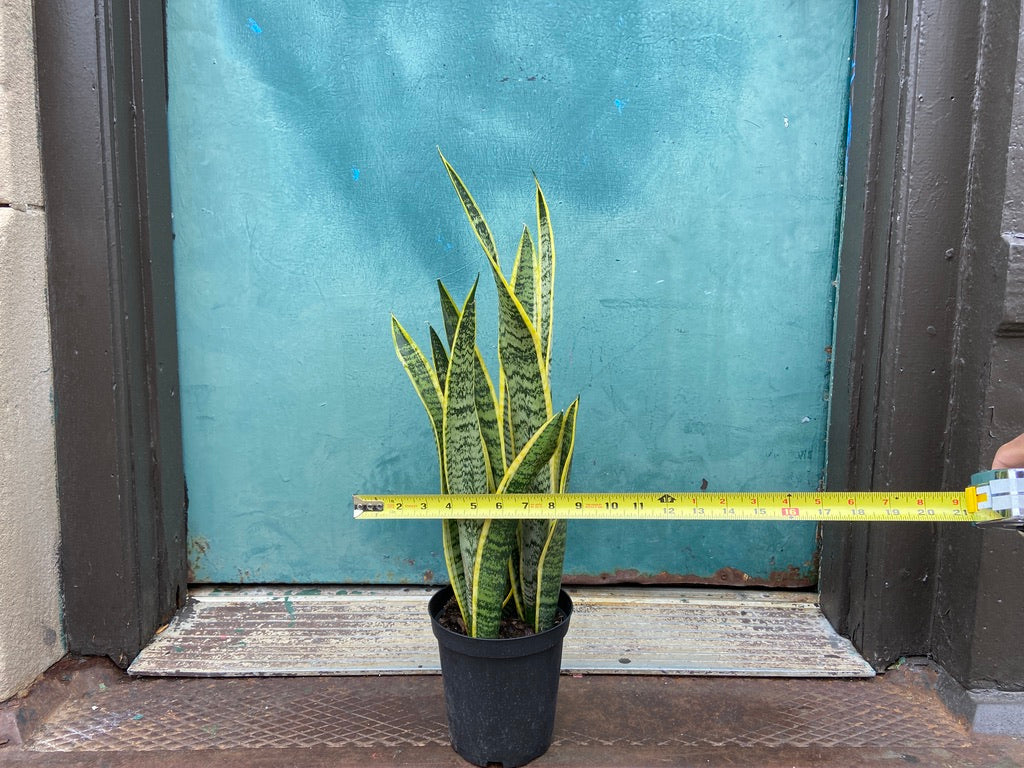 Sansevieria Laurentii (Snake Plant) - 6" Pot