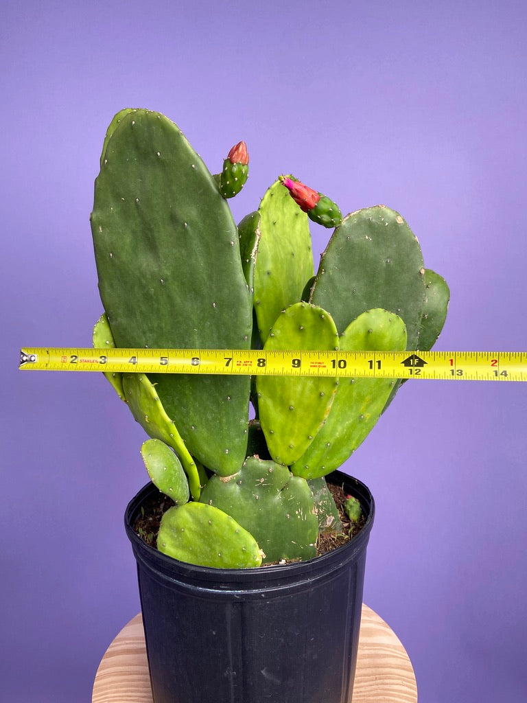 Prickly Pear Cactus (Spineless) - 10" Pot