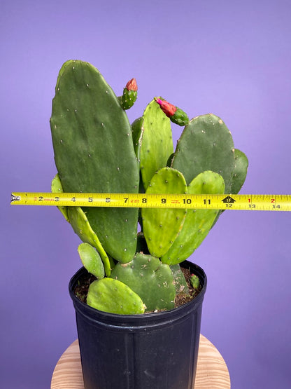Prickly Pear Cactus (Spineless) - 10" Pot