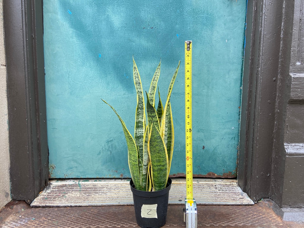 Sansevieria Laurentii (Snake Plant) - 6" Pot