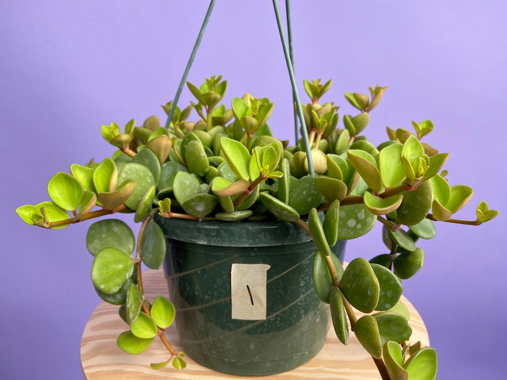Peperomia "Hope" - 8"