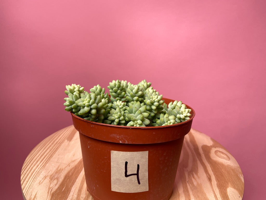 Sedum Burro's Tail - 6"