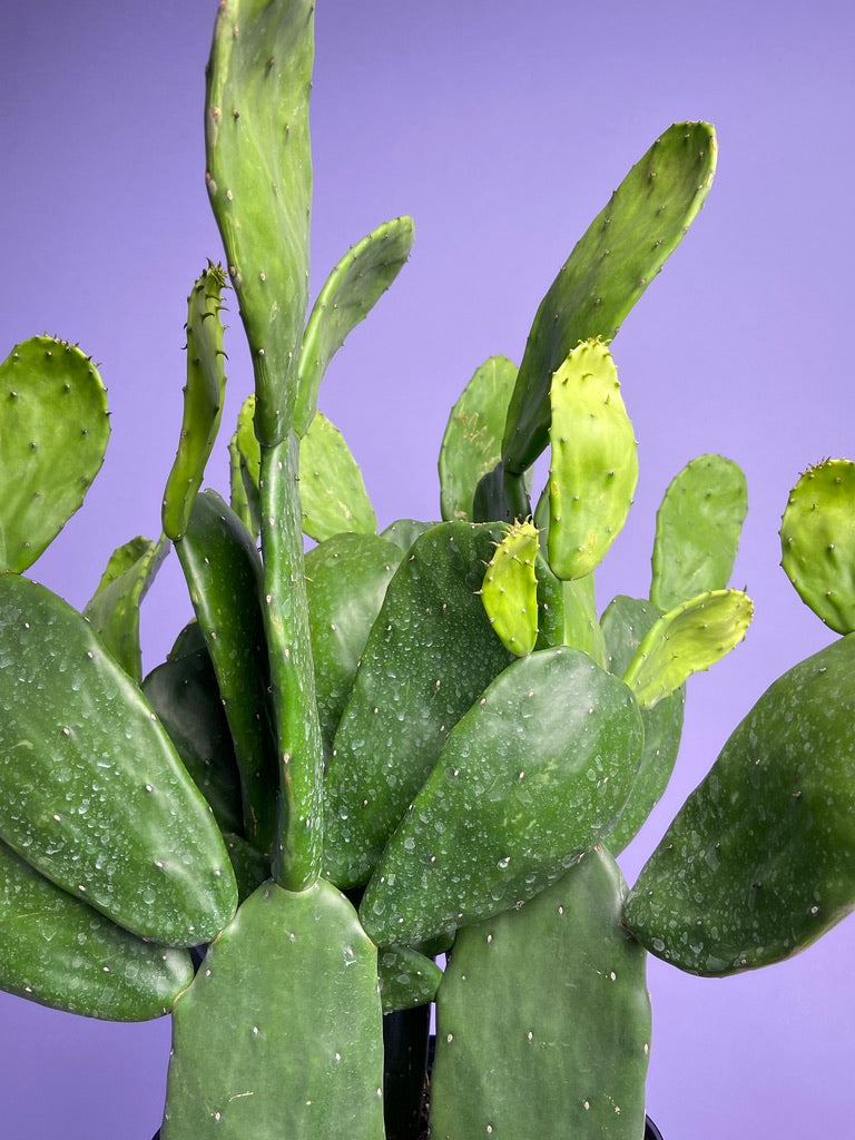 Prickly Pear Cactus (Spineless) - 10" Pot