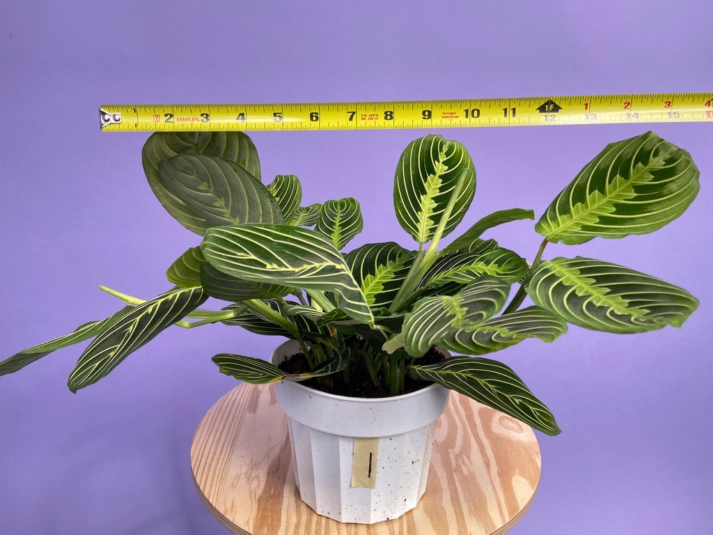 Maranta "Lemon Lime" - 6"