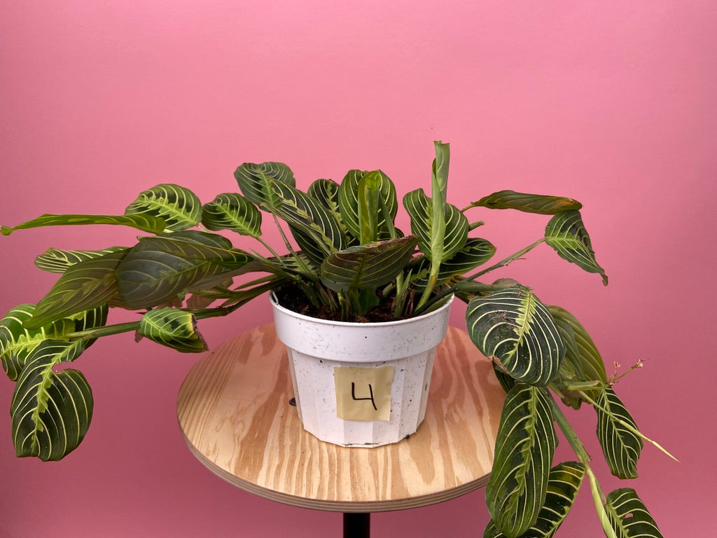 Maranta "Lemon Lime" - 6"
