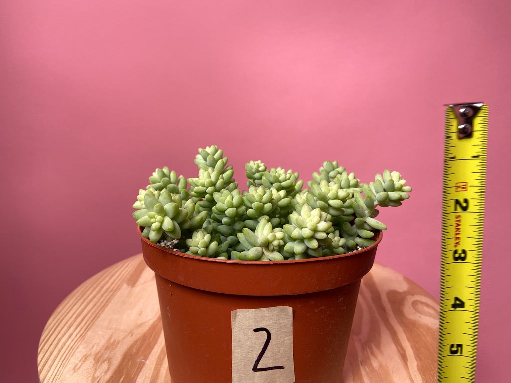 Sedum Burro's Tail - 6"