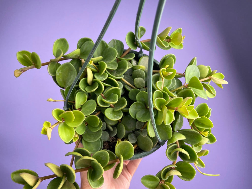 Peperomia "Hope" - 8"
