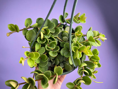 Peperomia "Hope" - 8"