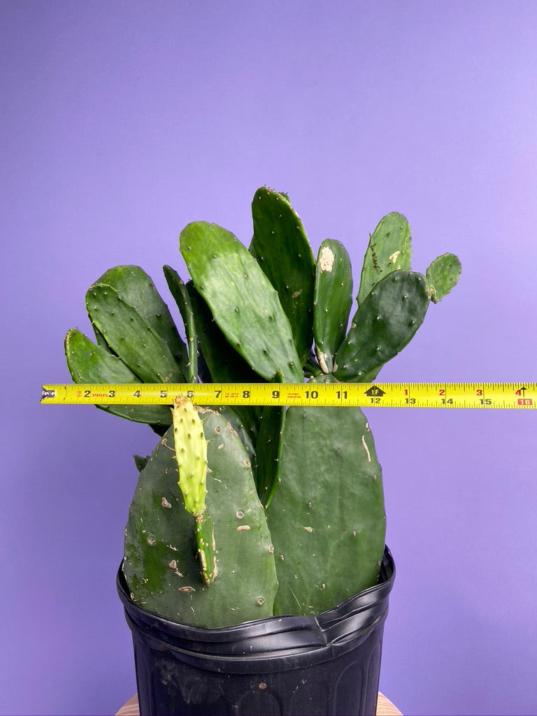 Prickly Pear Cactus (Spineless) - 10" Pot