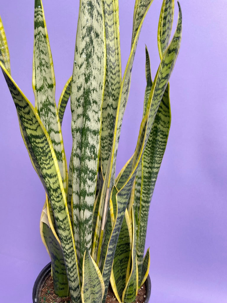 Sansevieria Laurentii (Snake Plant) - 10" Pot