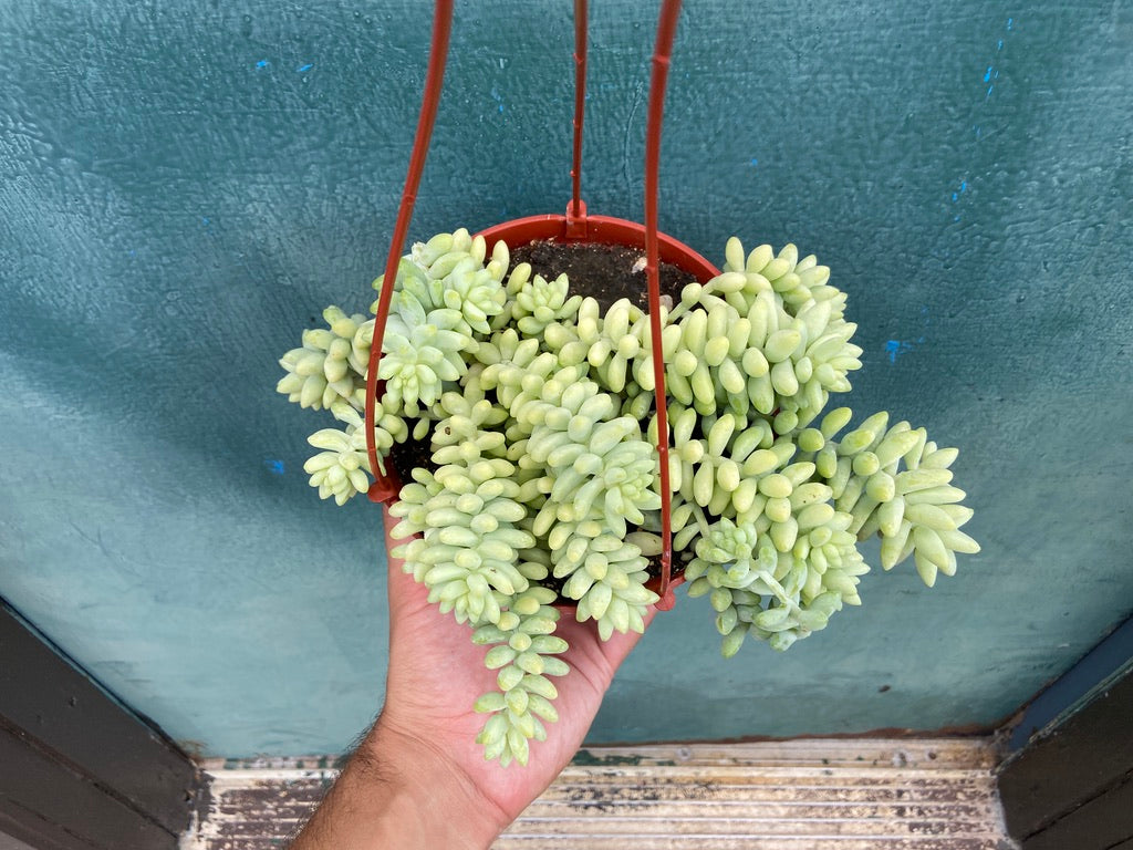 Sedum Burro's Tail - 6"