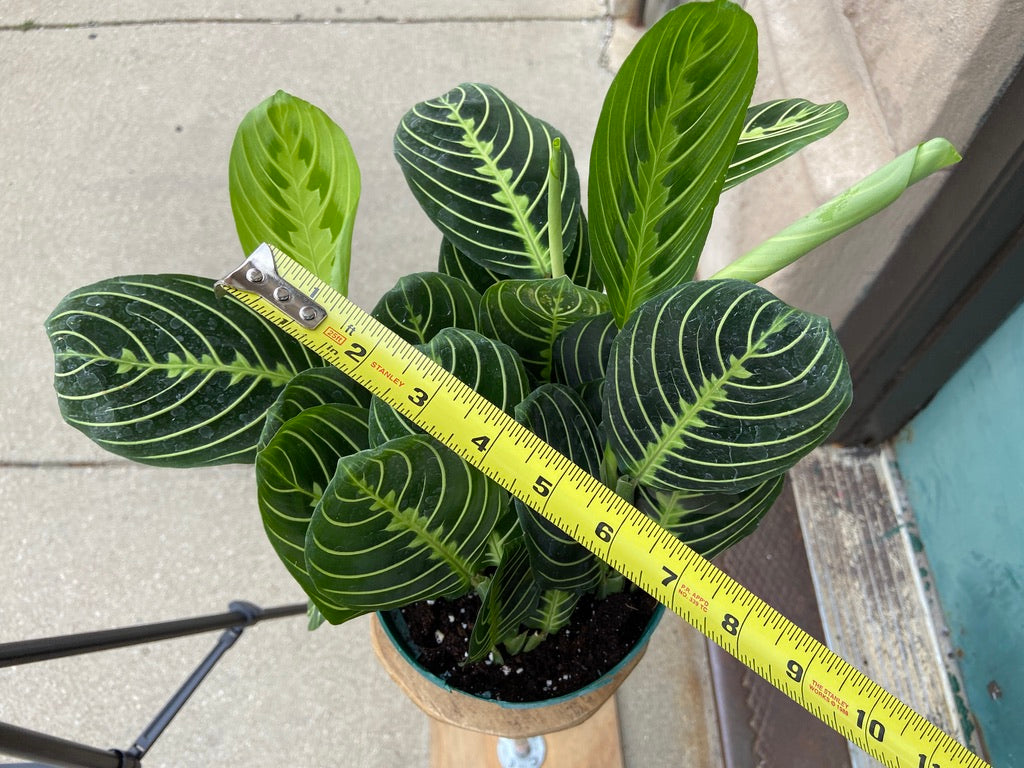 Maranta "Lemon Lime" - 6"