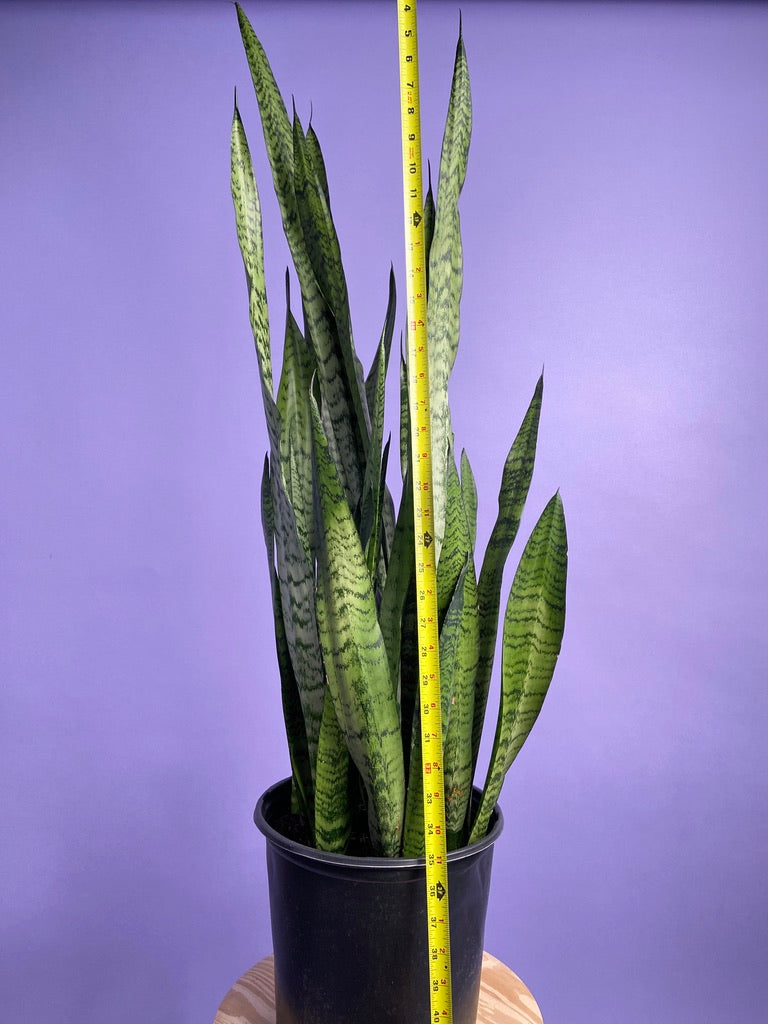 Sansevieria Zeylanica (Snake Plant) - 10" Pot