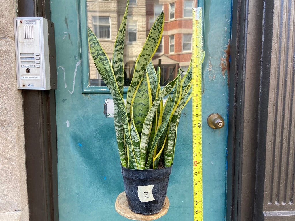 Sansevieria Laurentii (Snake Plant) - 6" Pot