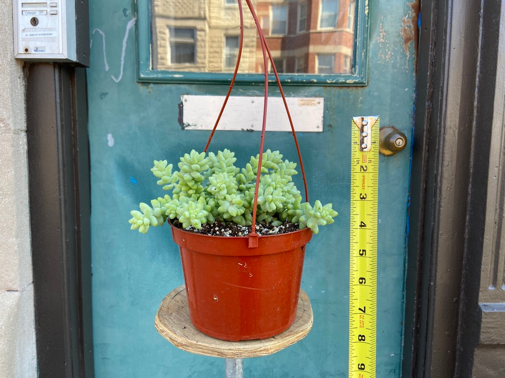 Sedum Burro's Tail - 6"