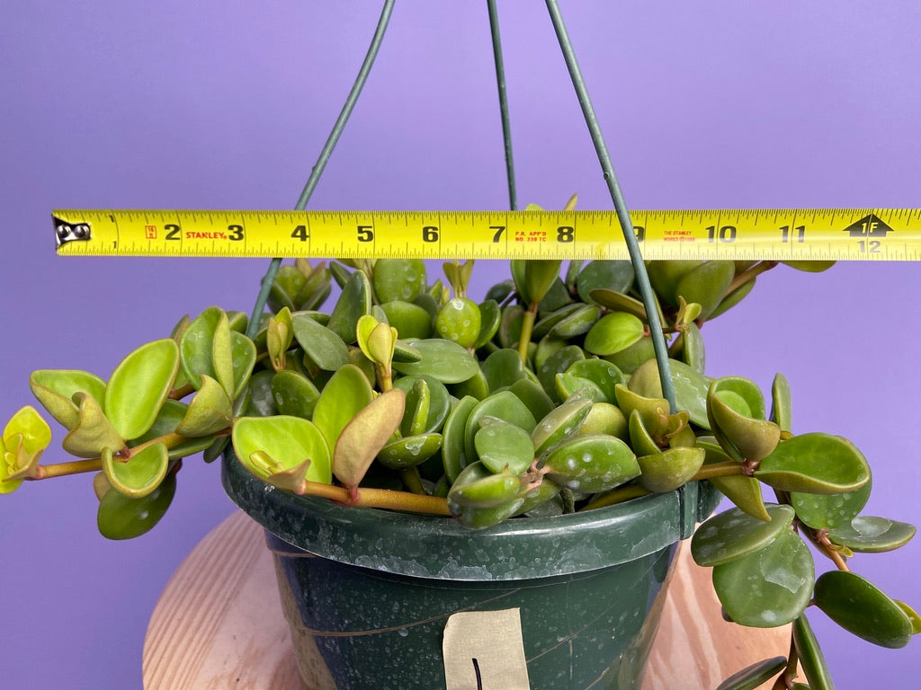 Peperomia "Hope" - 8"