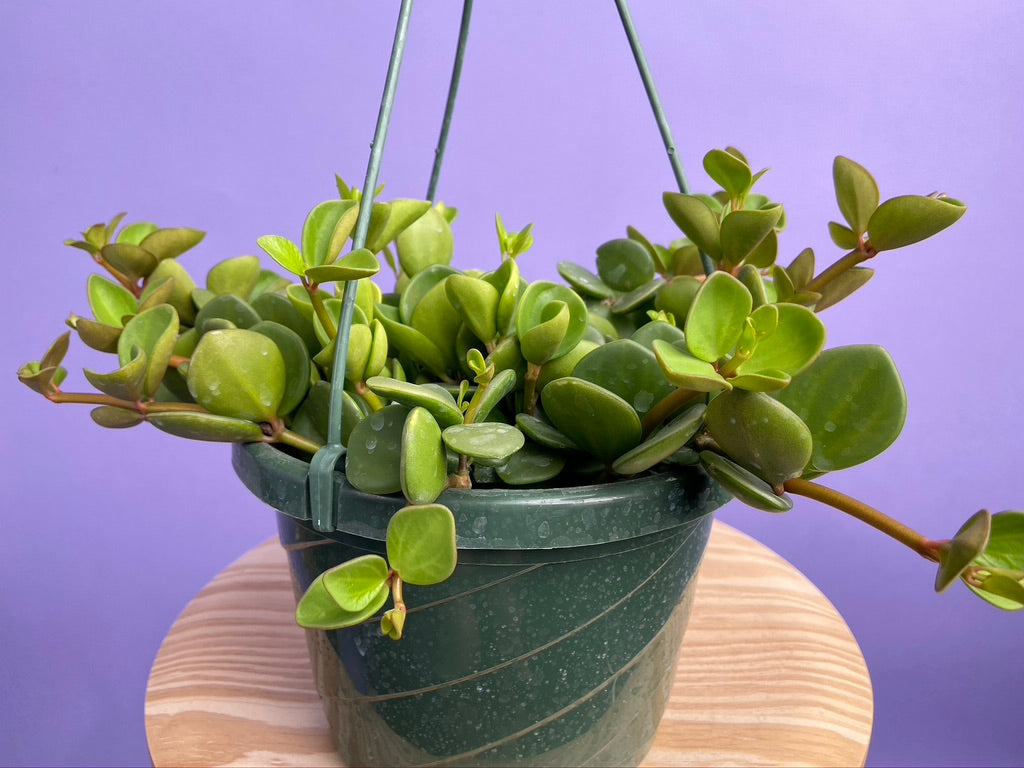 Peperomia "Hope" - 8"