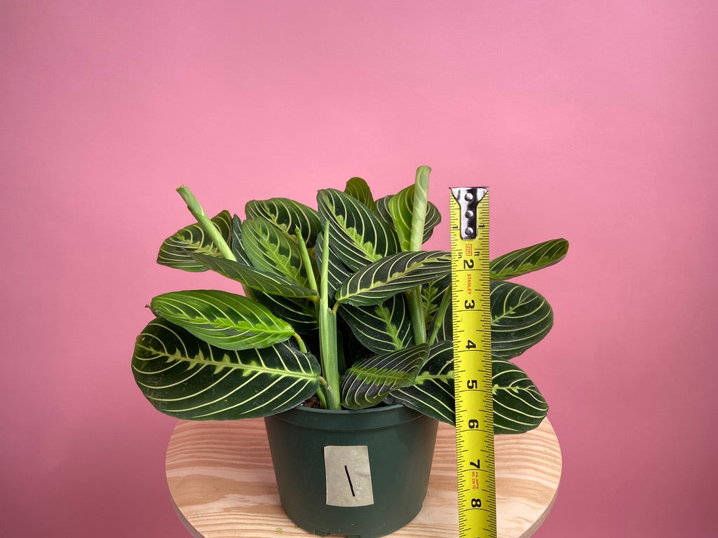 Maranta "Lemon Lime" - 6"