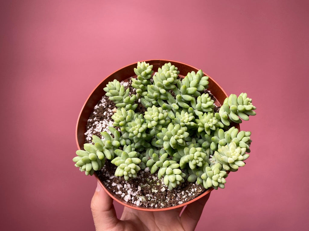 Sedum Burro's Tail - 6"