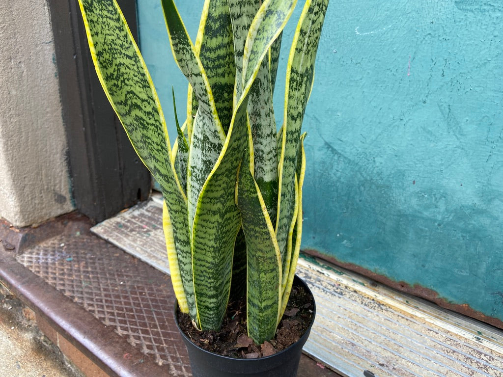 Sansevieria Laurentii (Snake Plant) - 6" Pot