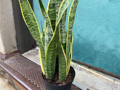 Sansevieria Laurentii (Snake Plant) - 6" Pot
