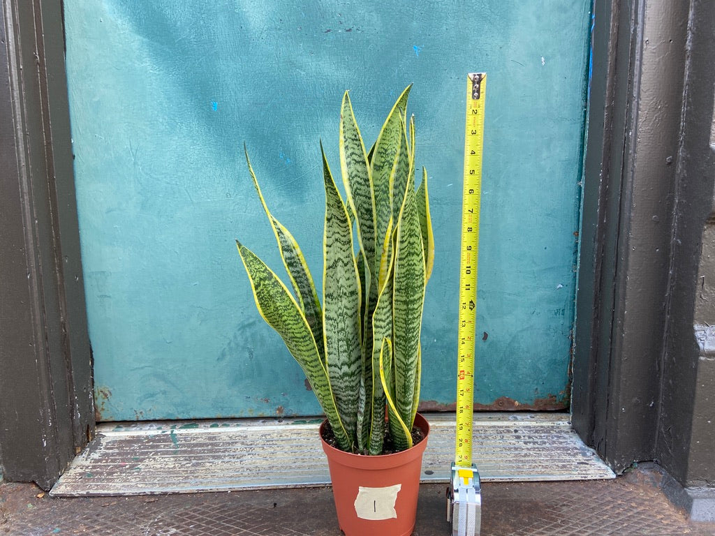 Sansevieria Laurentii (Snake Plant) - 6" Pot