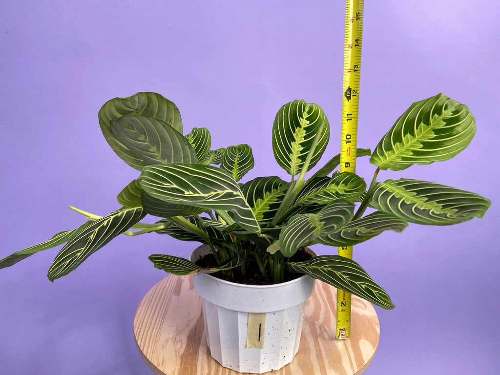 Maranta "Lemon Lime" - 6"