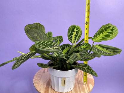 Maranta "Lemon Lime" - 6"