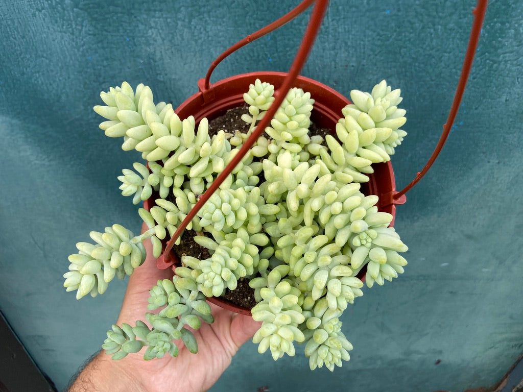 Sedum Burro's Tail - 6"