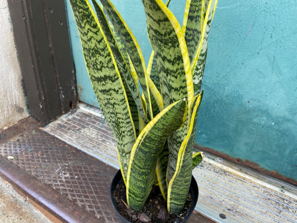 Sansevieria Laurentii (Snake Plant) - 6" Pot