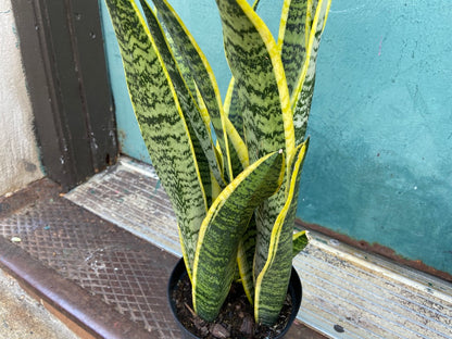 Sansevieria Laurentii (Snake Plant) - 6" Pot