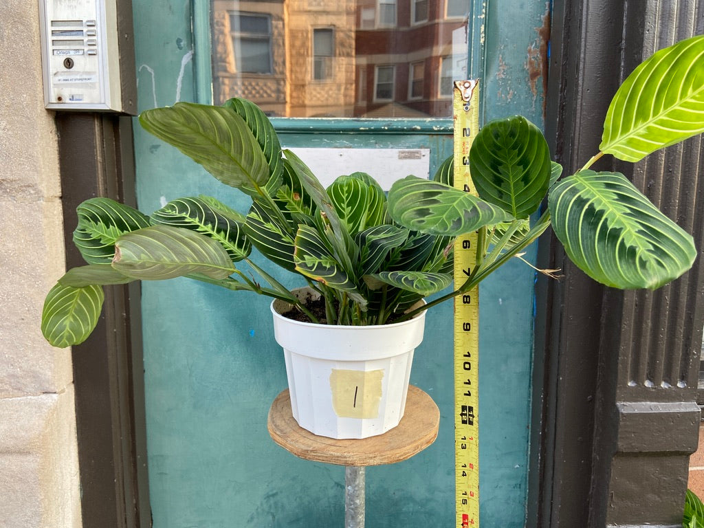 Maranta "Lemon Lime" - 6"