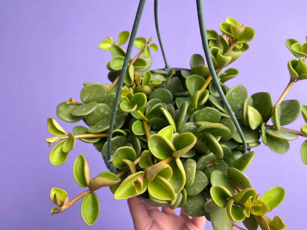 Peperomia "Hope" - 8"