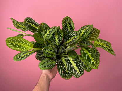 Maranta "Lemon Lime" - 6"