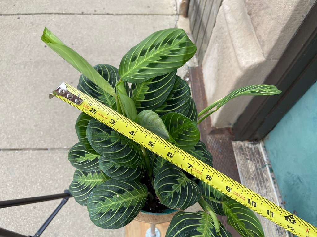 Maranta "Lemon Lime" - 6"