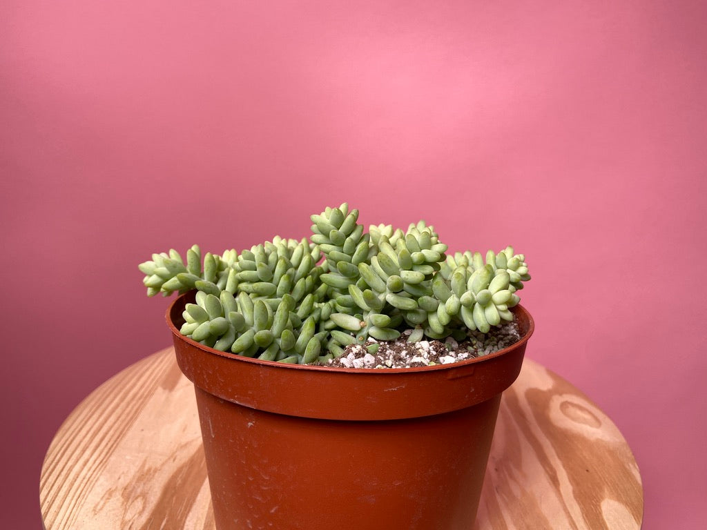 Sedum Burro's Tail - 6"