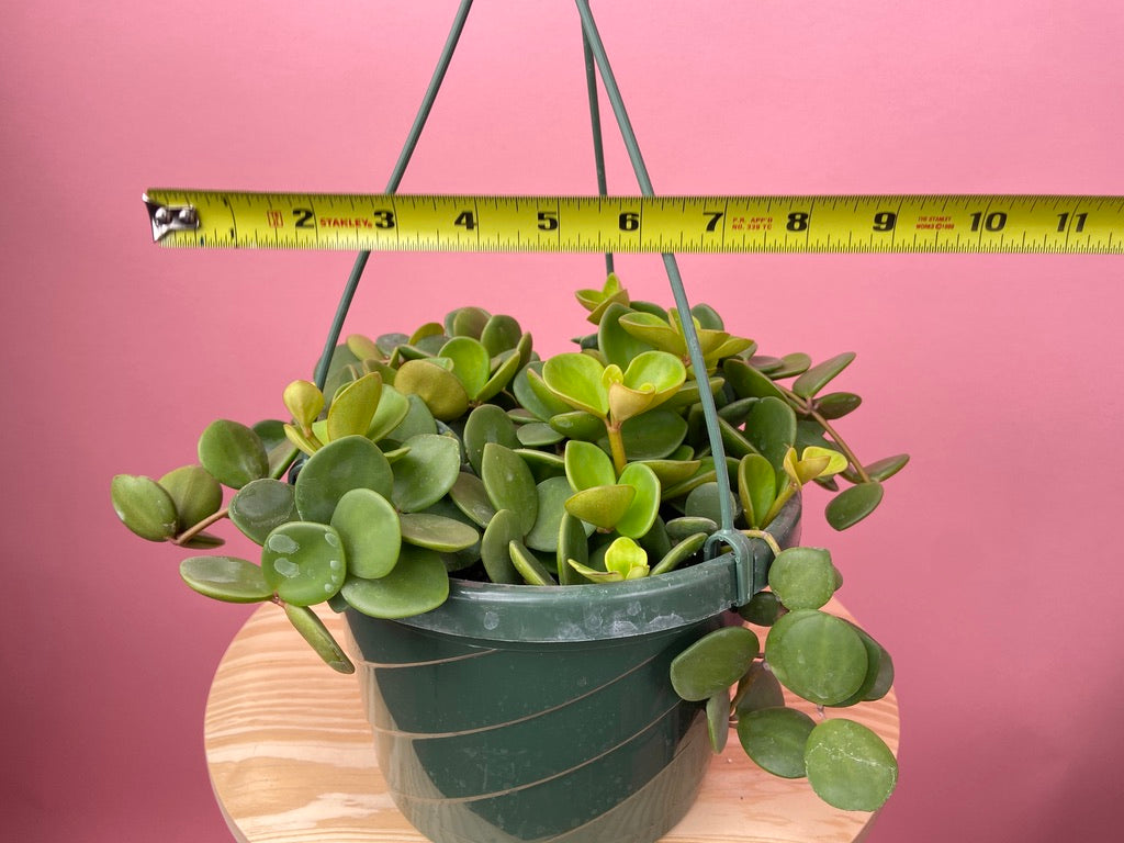 Peperomia "Hope" - 8"